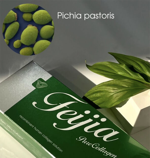 Використання Pichia pastoris для відновлення колагену Pichia pastoris